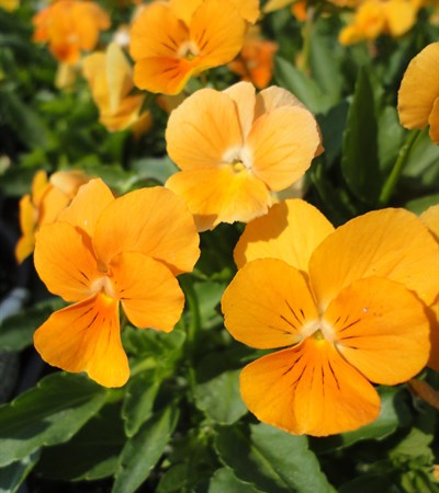 Viola Sorbet® XP Orange